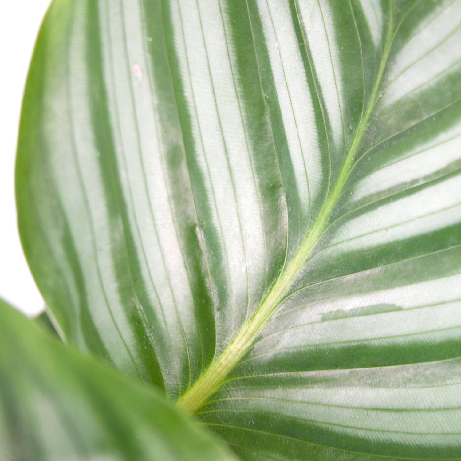 Calathea | Pauwenplant - Dau