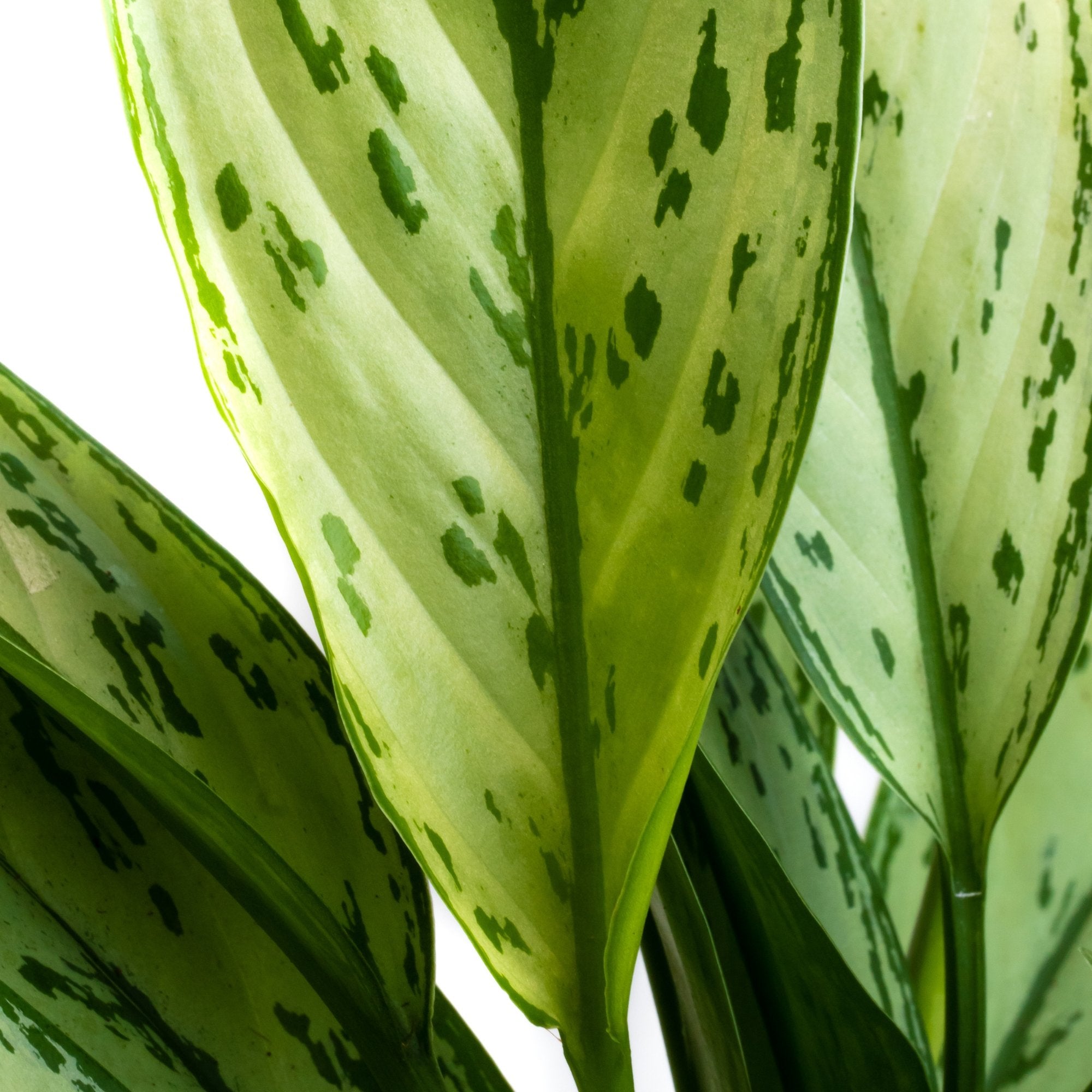 Aglaonema: Verzorging & tips - Dau