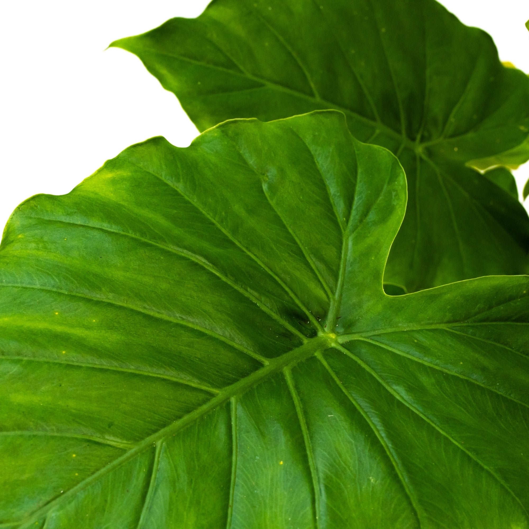 Alocasia gageana 'California': Verzorging & tips - Dau