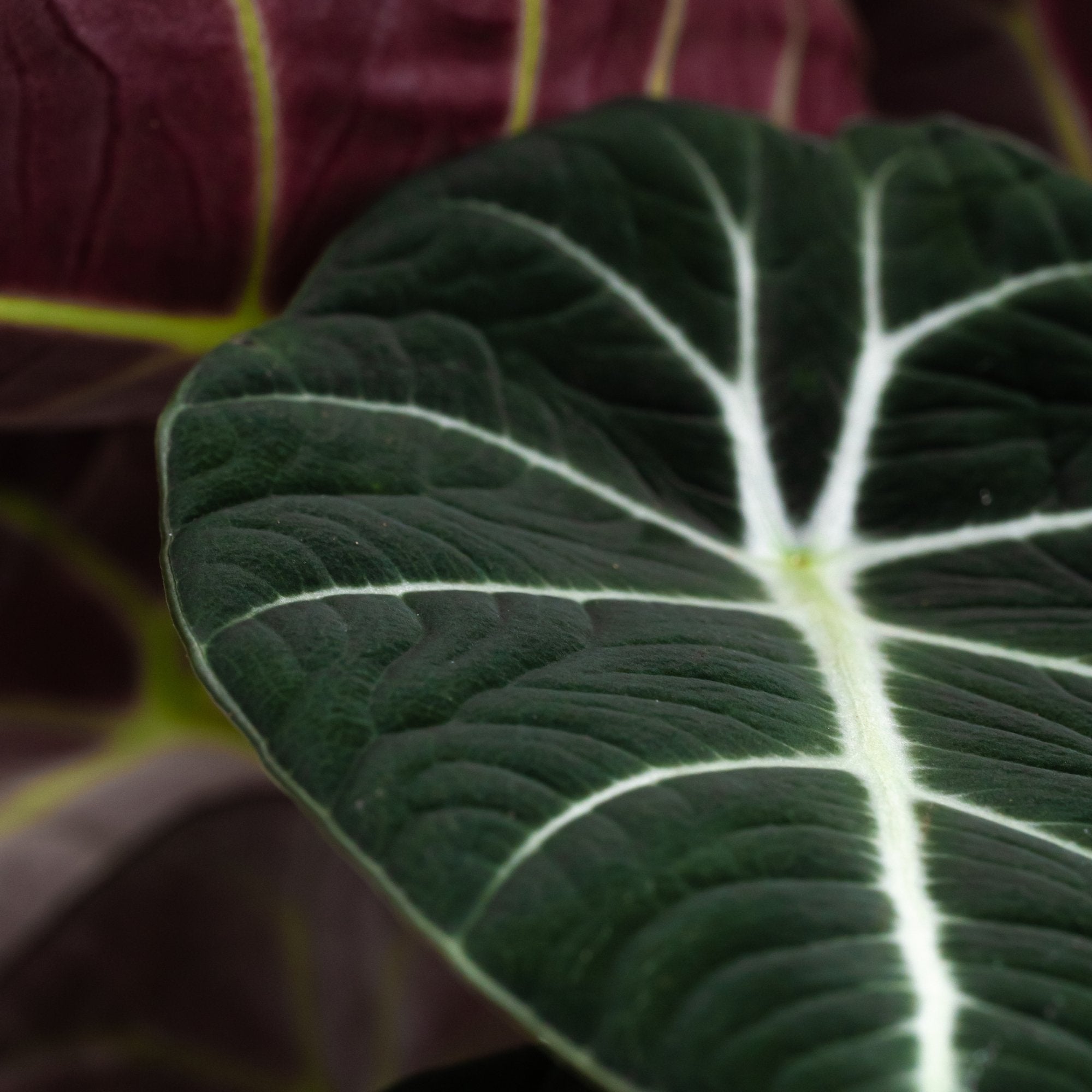 Alocasia reginula 'Black Velvet': Verzorging & tips - Dau