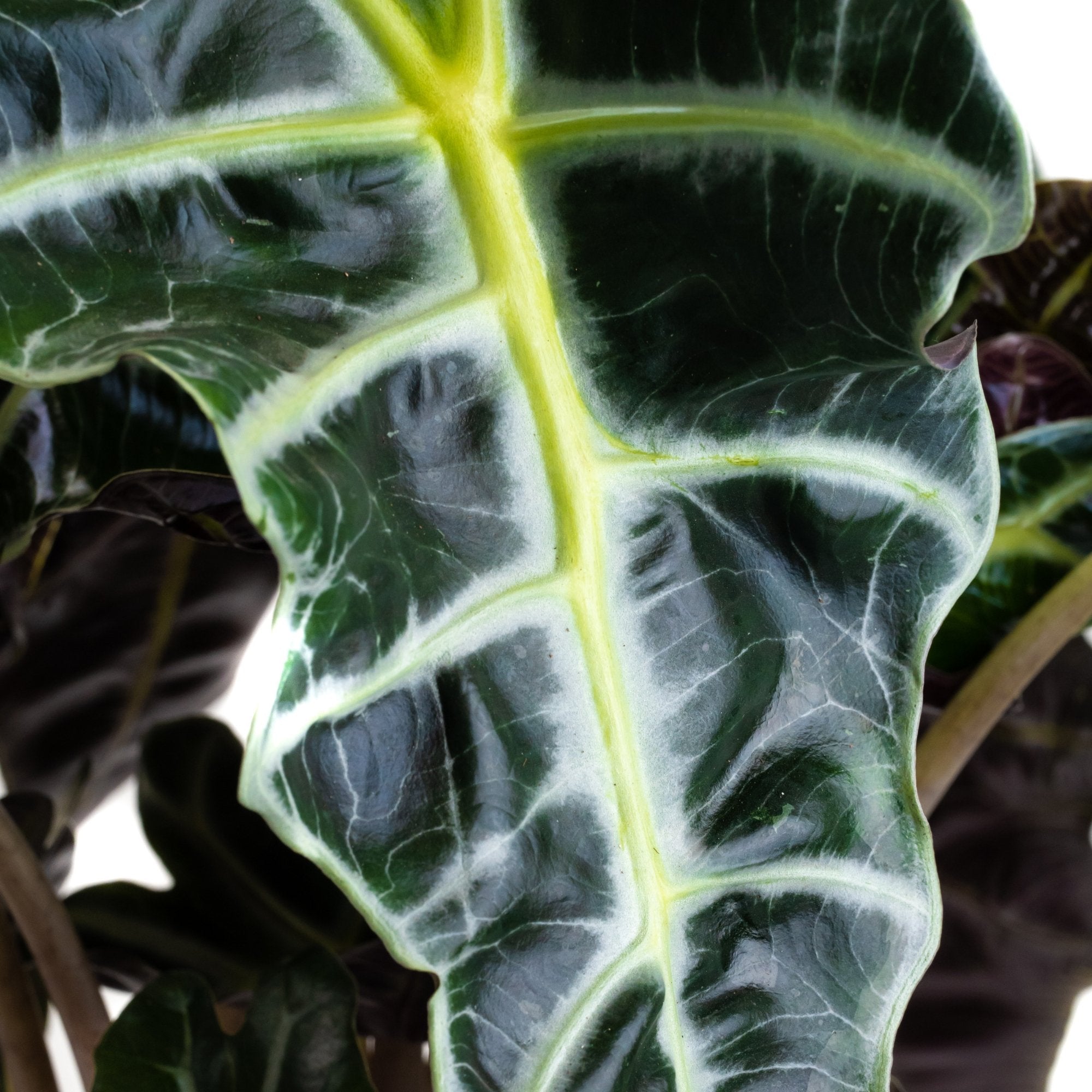 Alocasia sanderiana 'Polly': Verzorging & tips - Dau