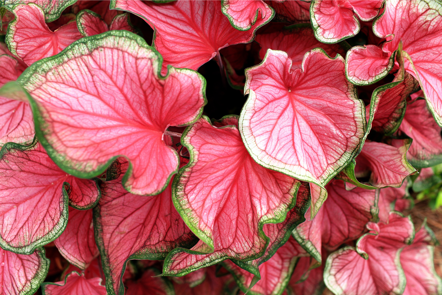 Caladium