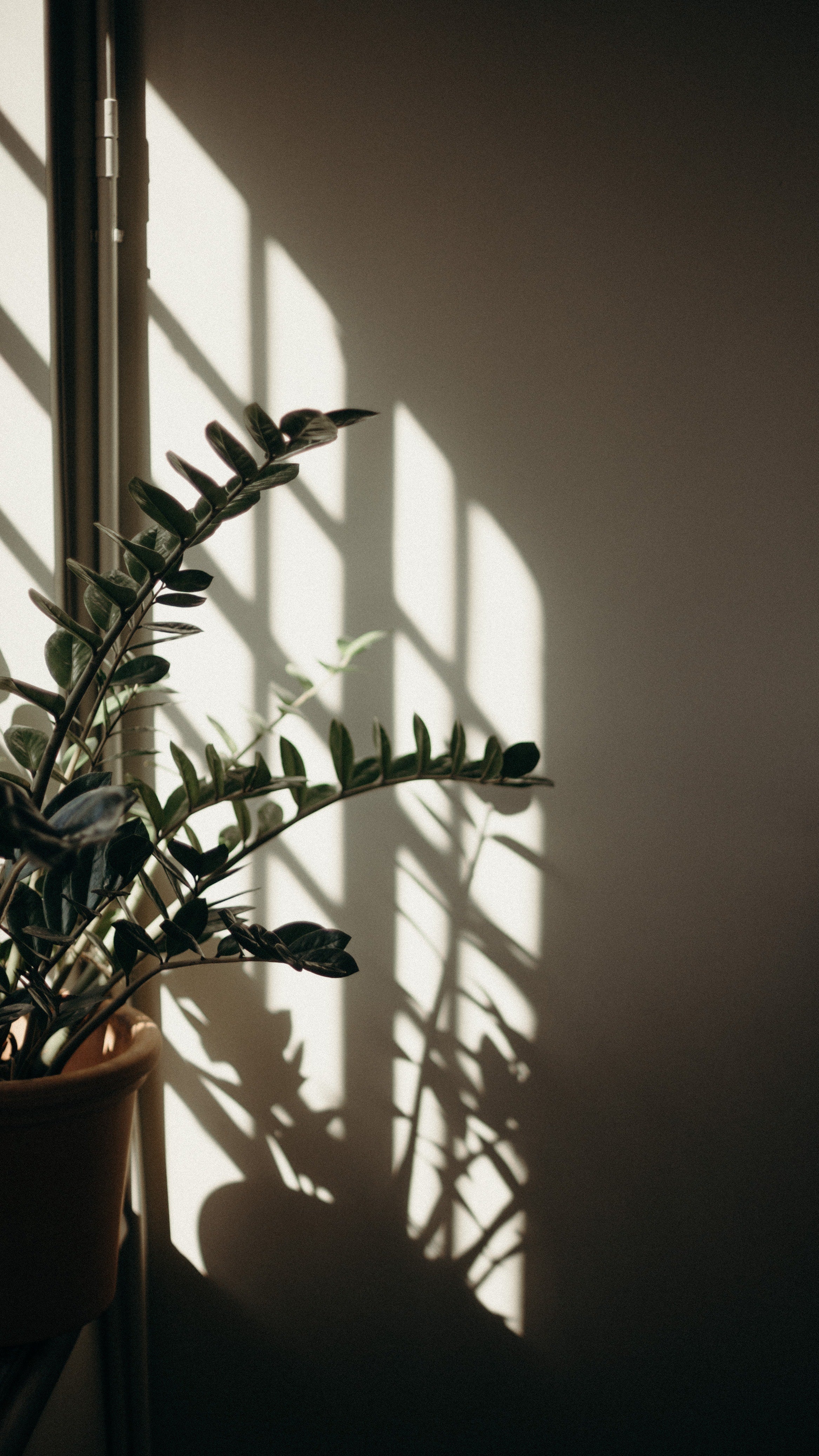 De beste kamerplanten voor weinig licht, zelfs zonder groene vingers! - Dau