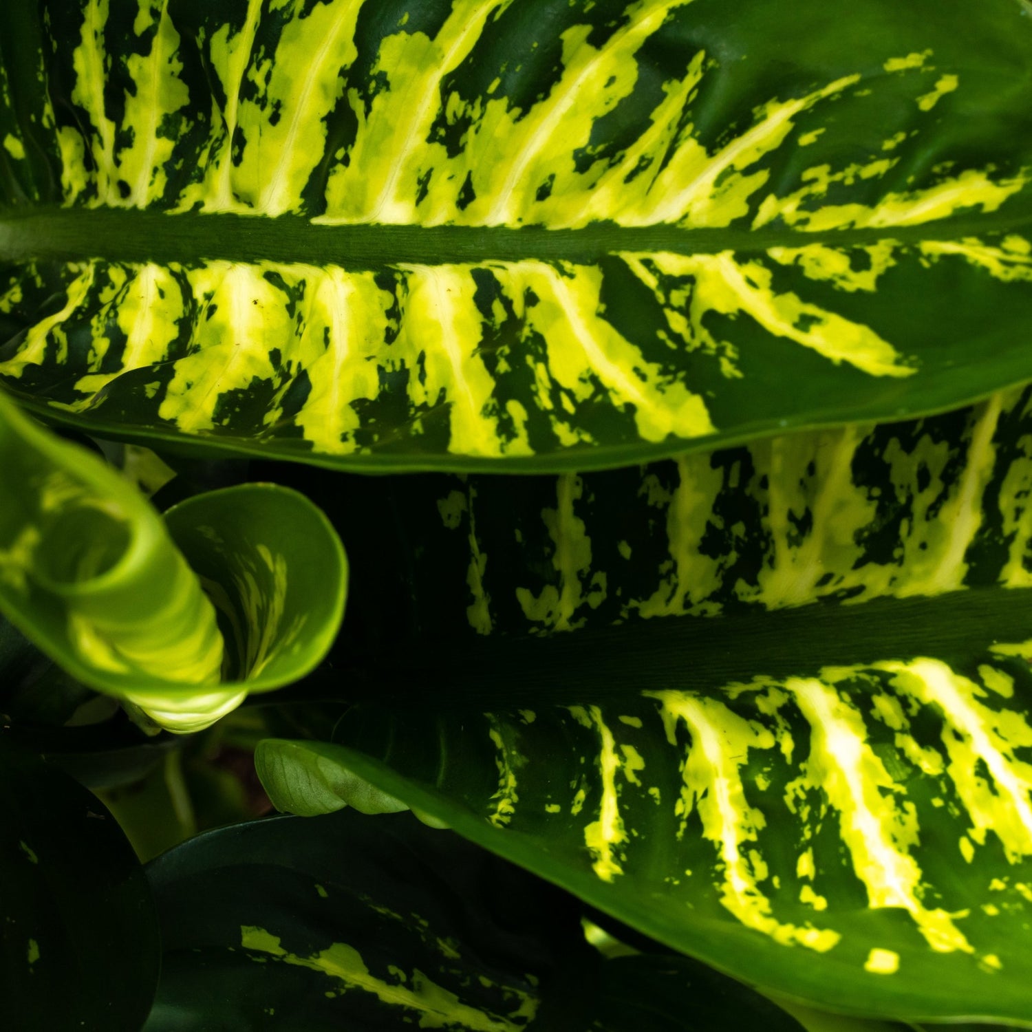 Dieffenbachia: Verzorging & weetjes - Dau