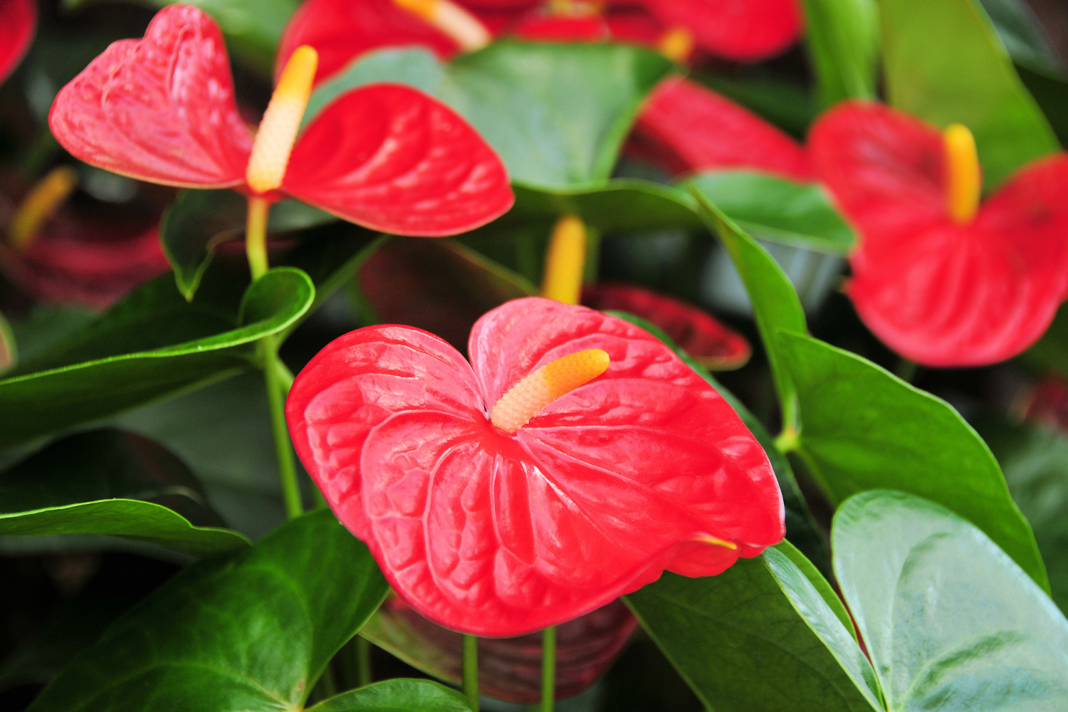 Anthurium: Verzorging & tips - Dau