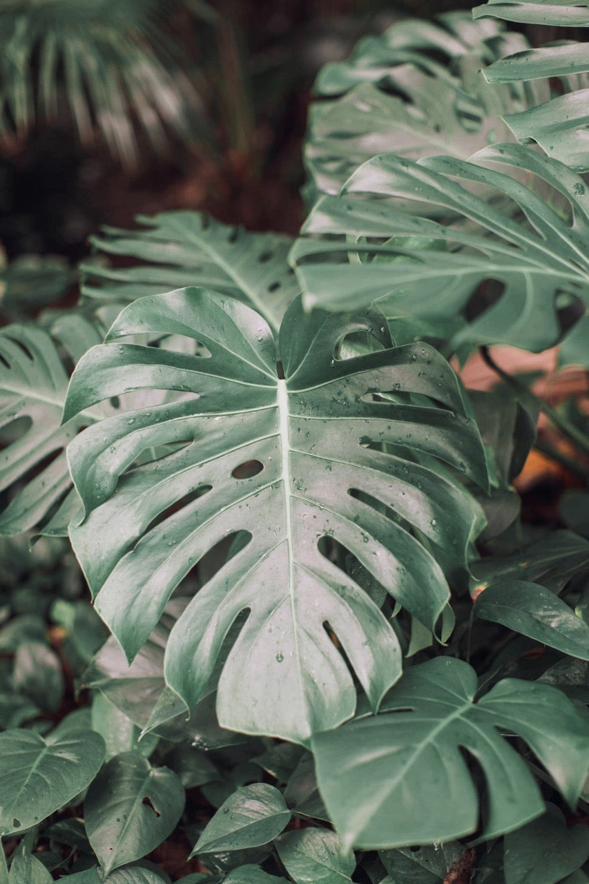 Monstera: verzorging en tips - Dau