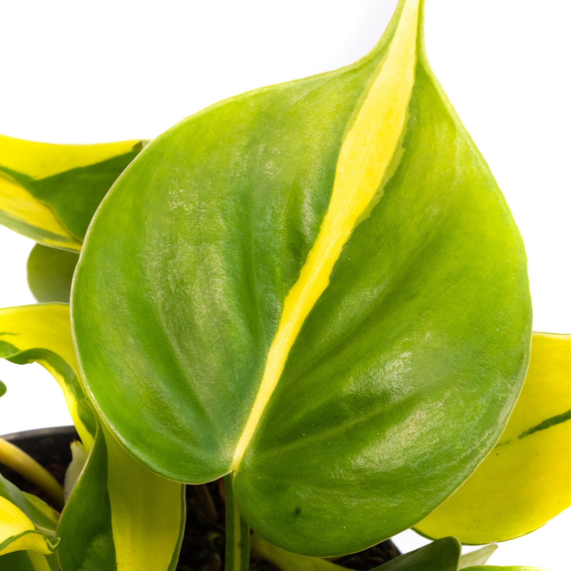 Philodendron ‘Brasil’: Verzorging & weetjes - Dau