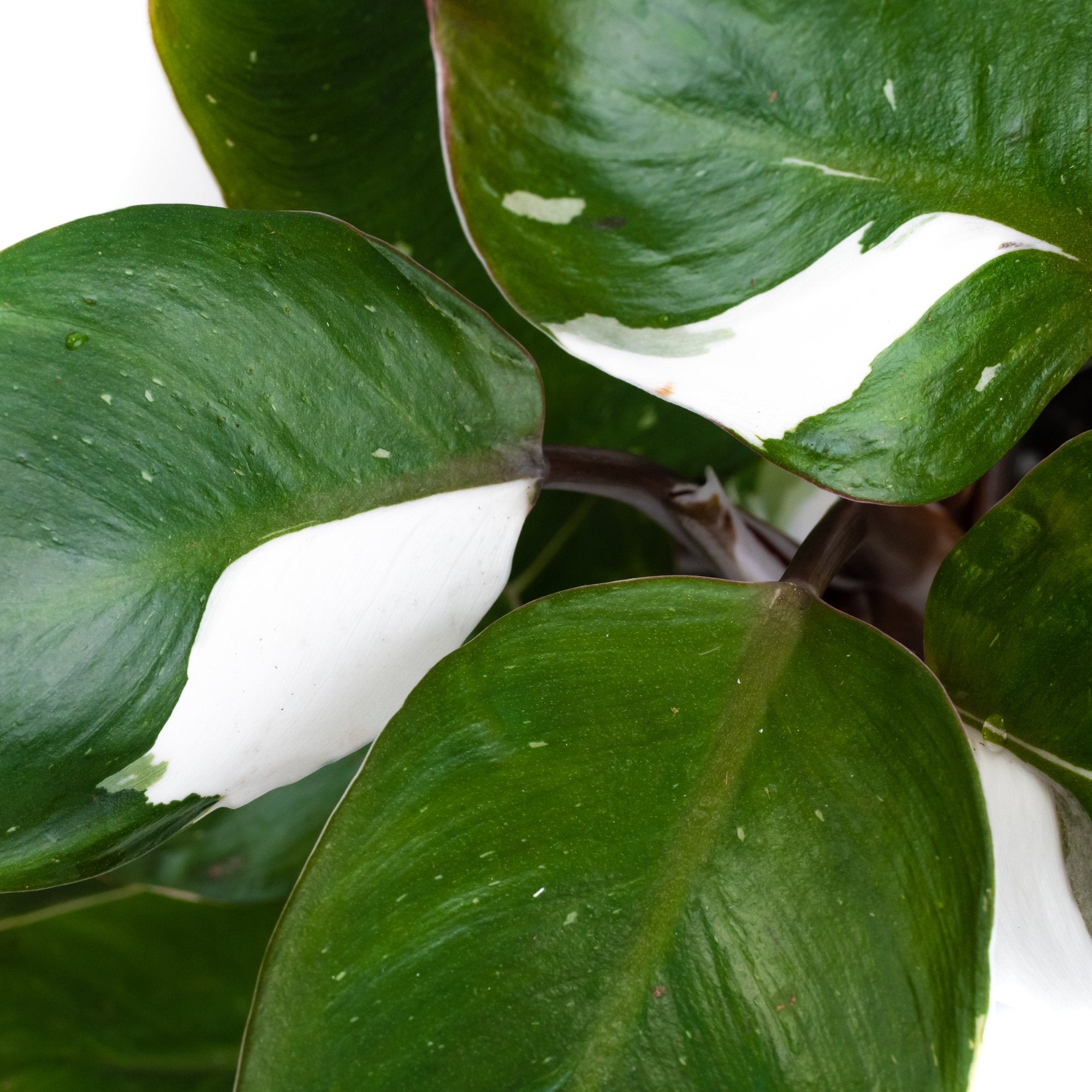 Philodendron White Knight: Verzorging & weetjes - Dau