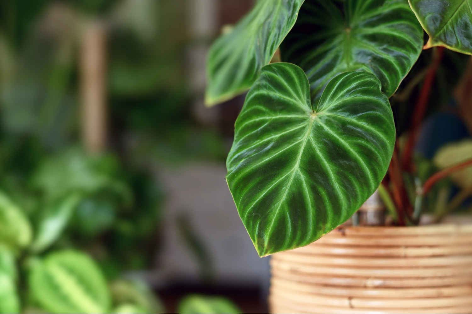 Philodendron