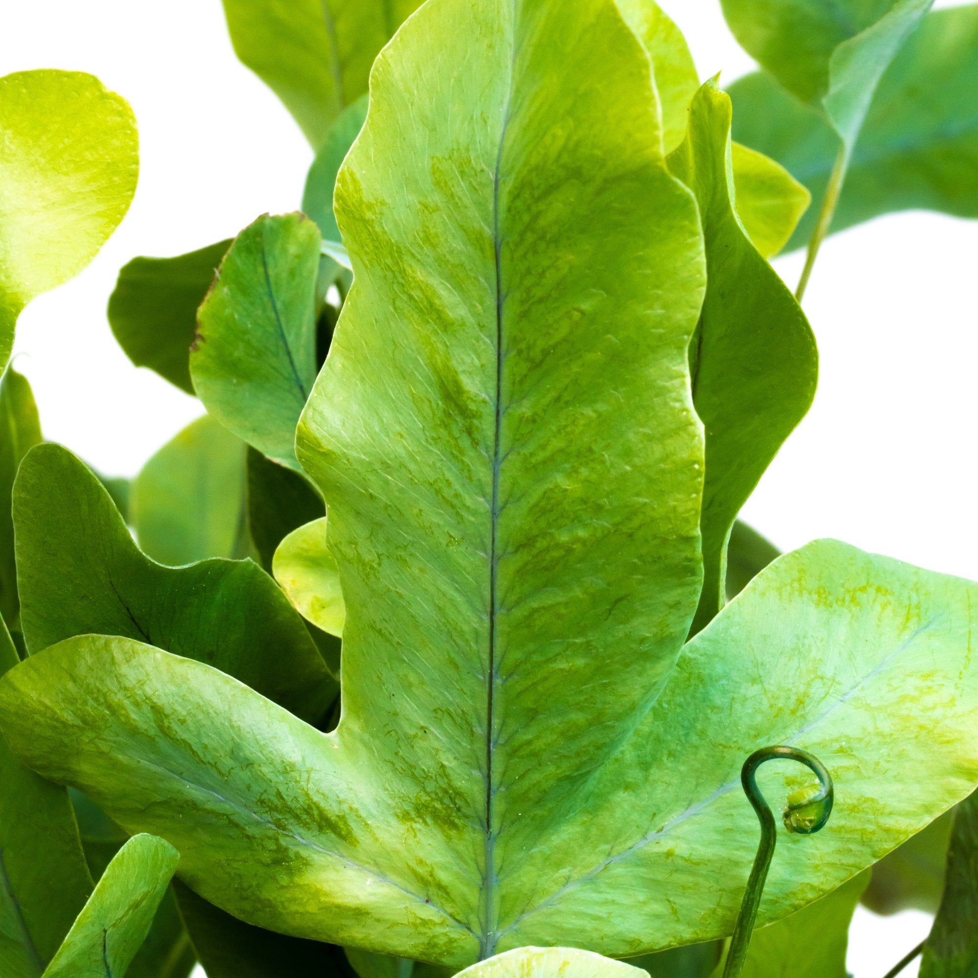 Phlebodium aureum 'Blue Star': Verzorging & weetjes - Dau