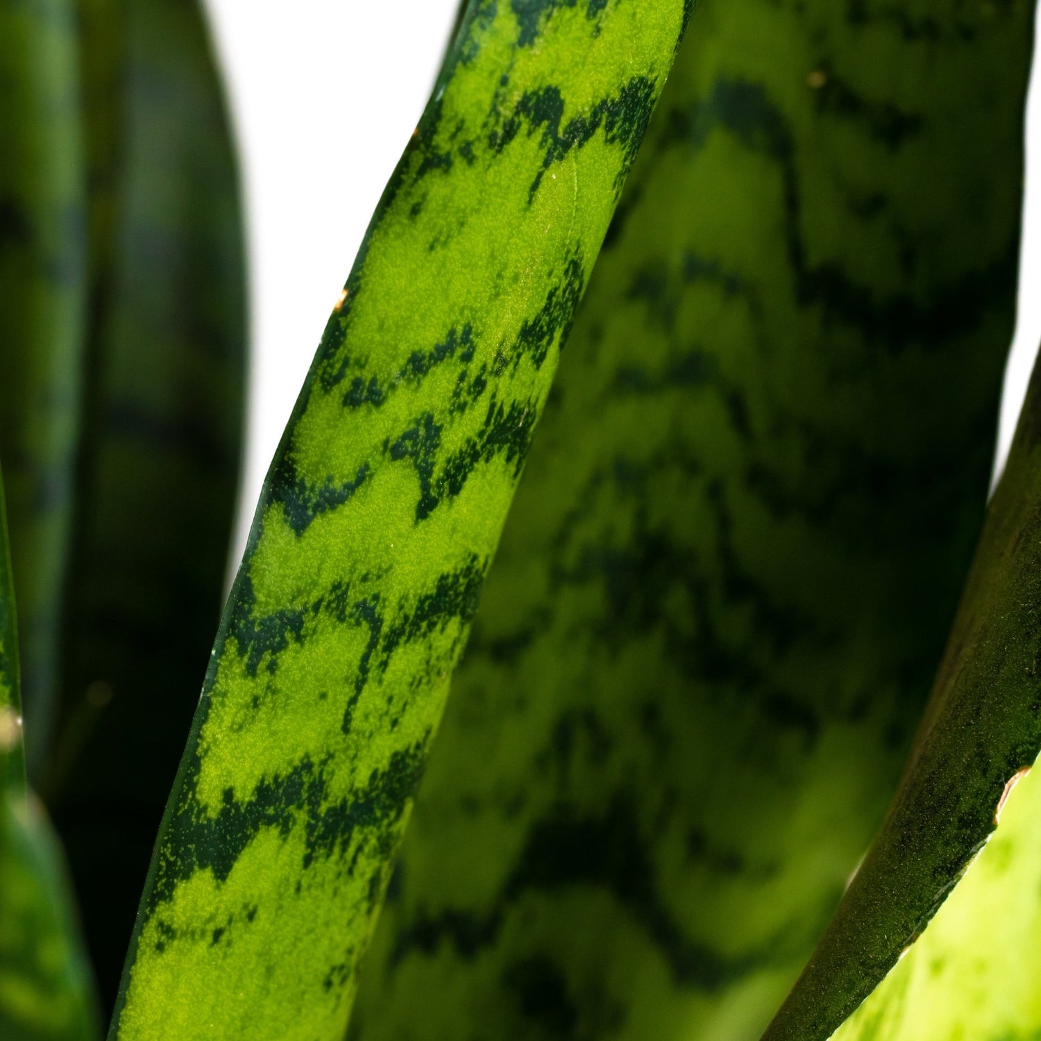 Sansevieria: Verzorging & weetjes - Dau