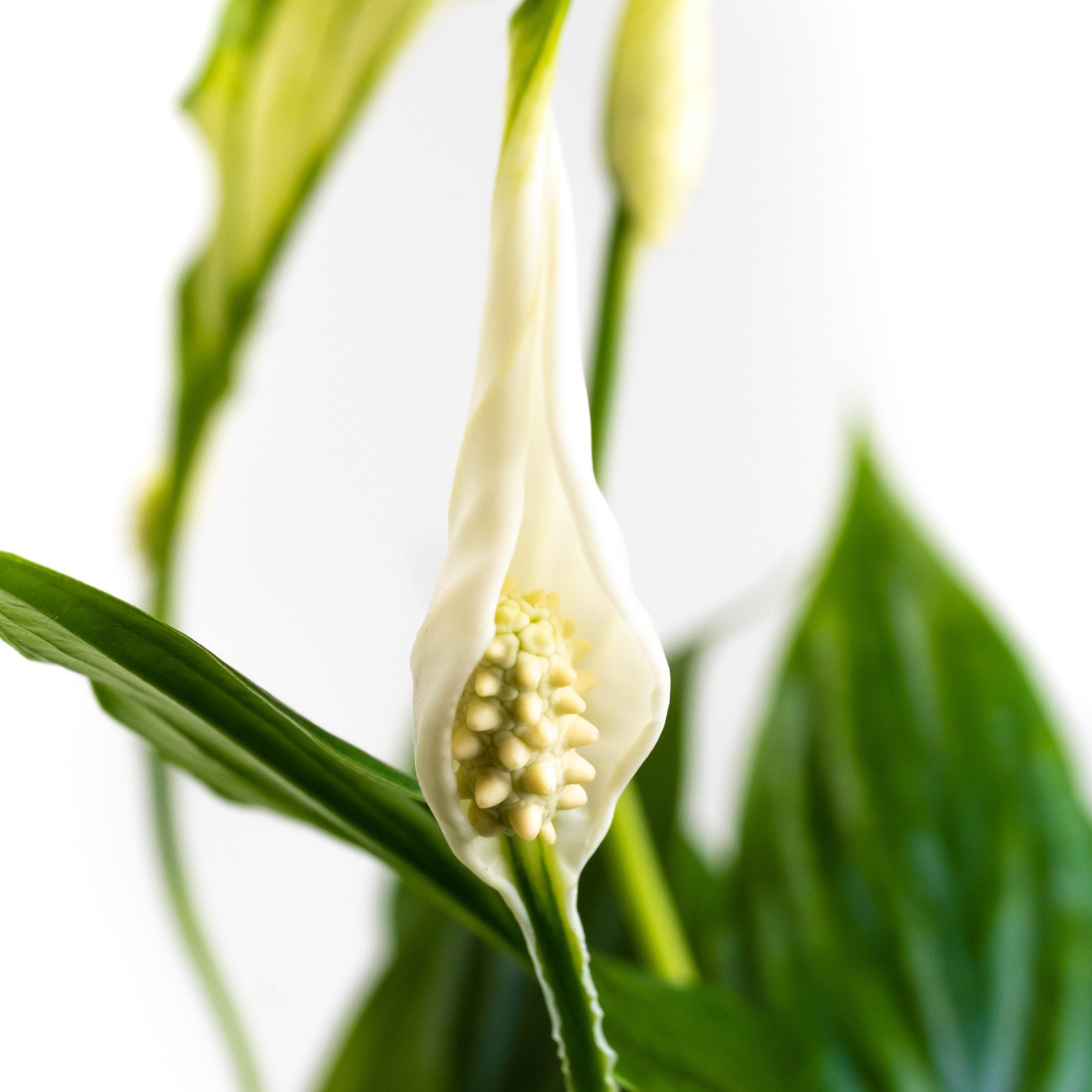 Spathiphyllum: Verzorging & weetjes - Dau