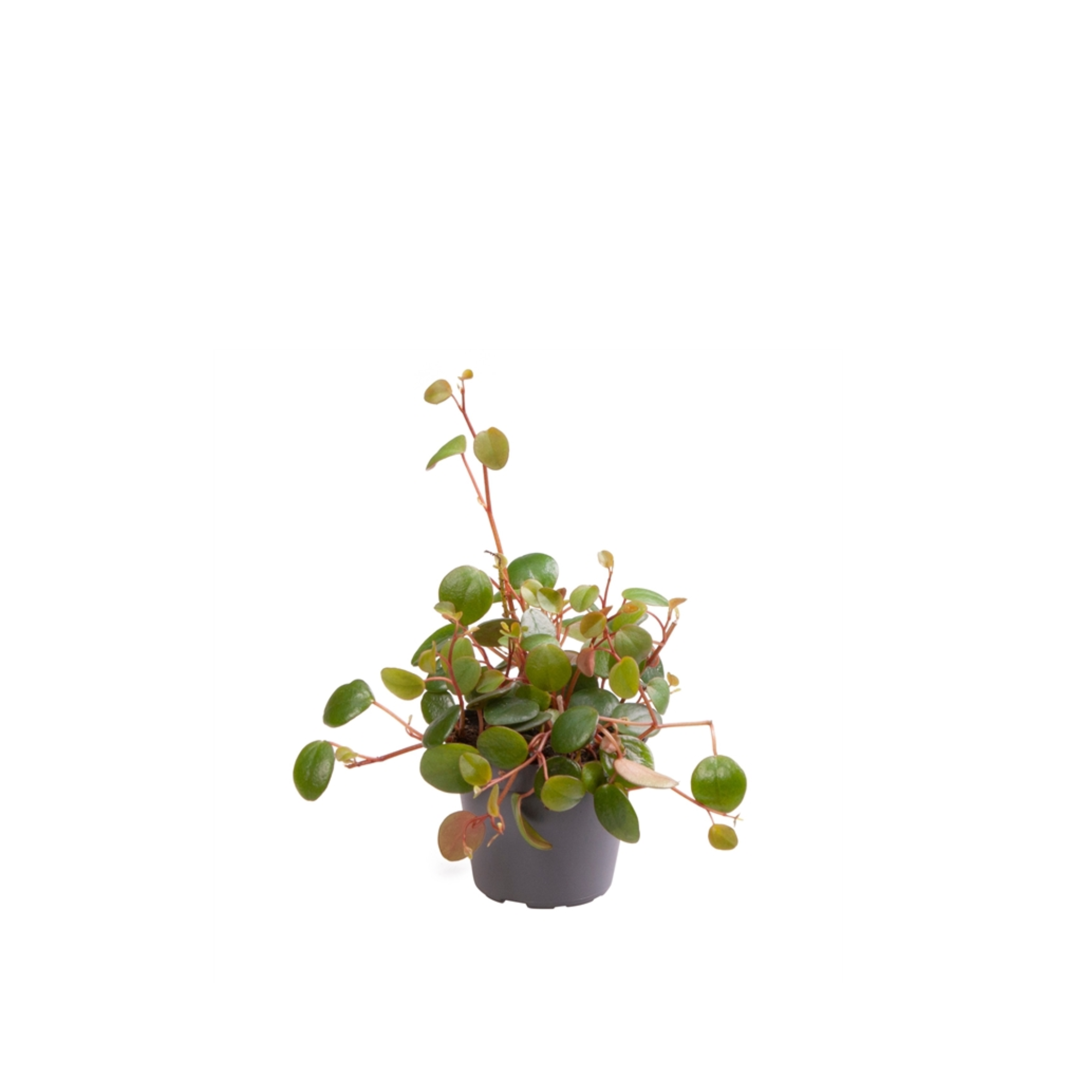 Peperomia &