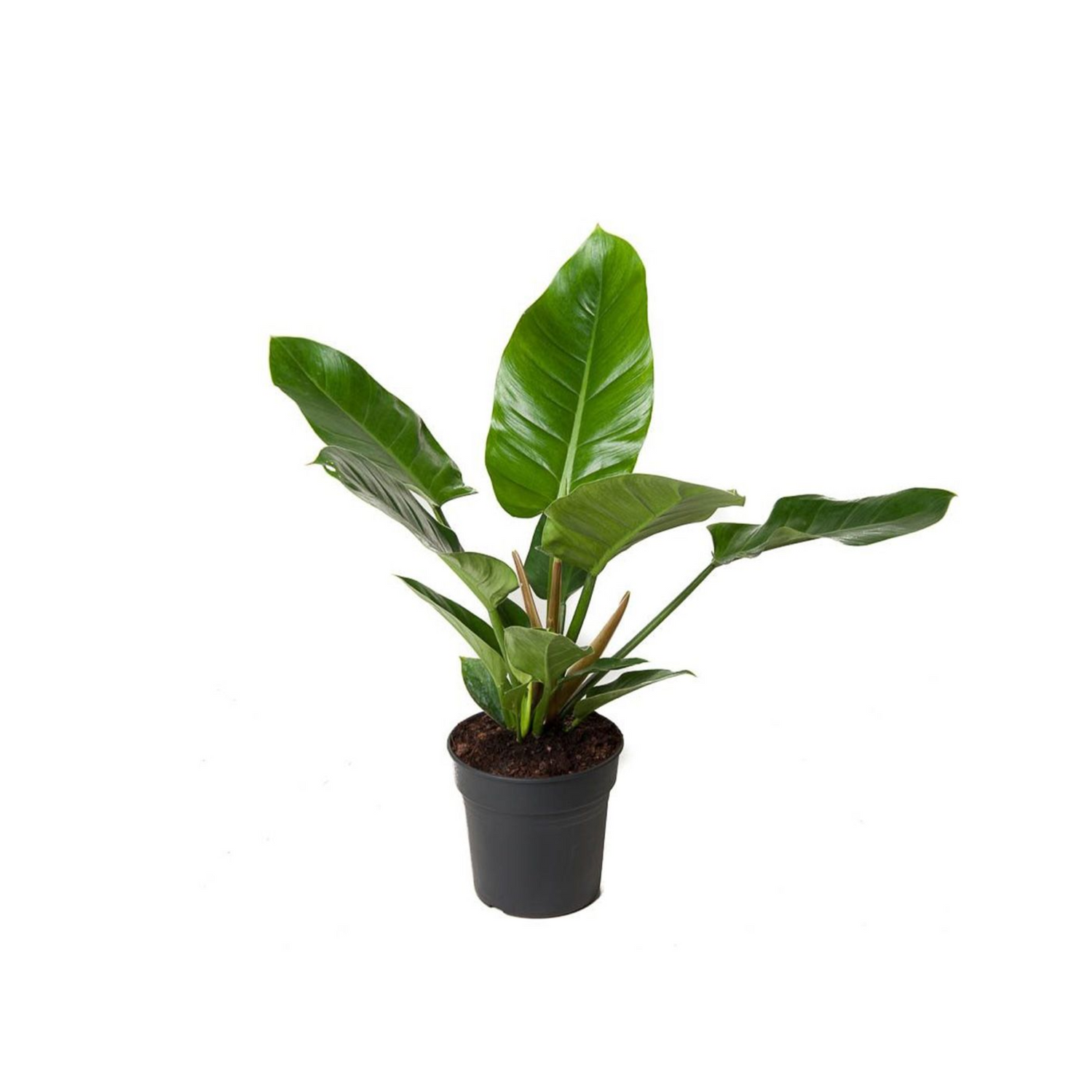 Philodendron &