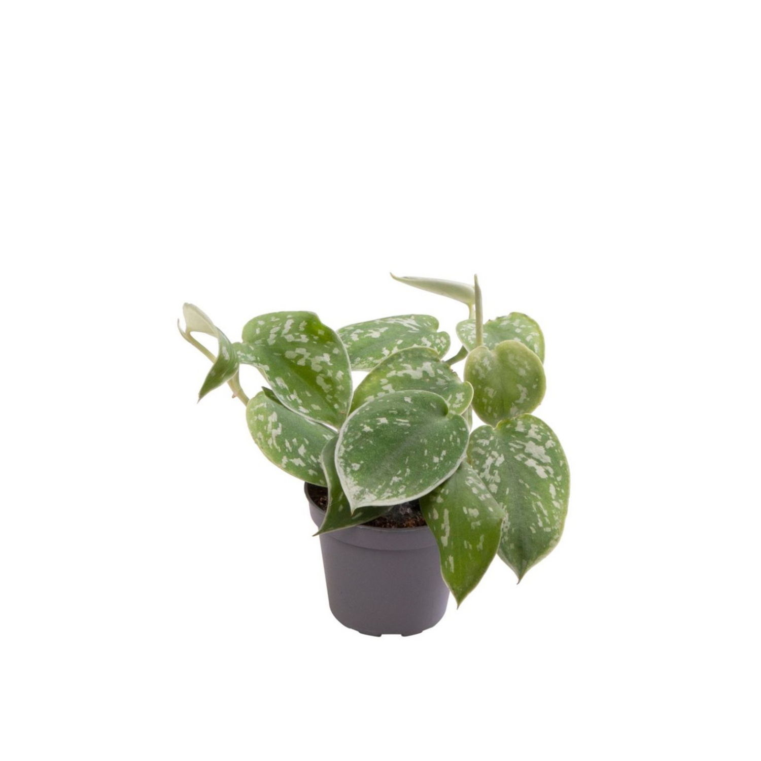 Philodendron scandens &