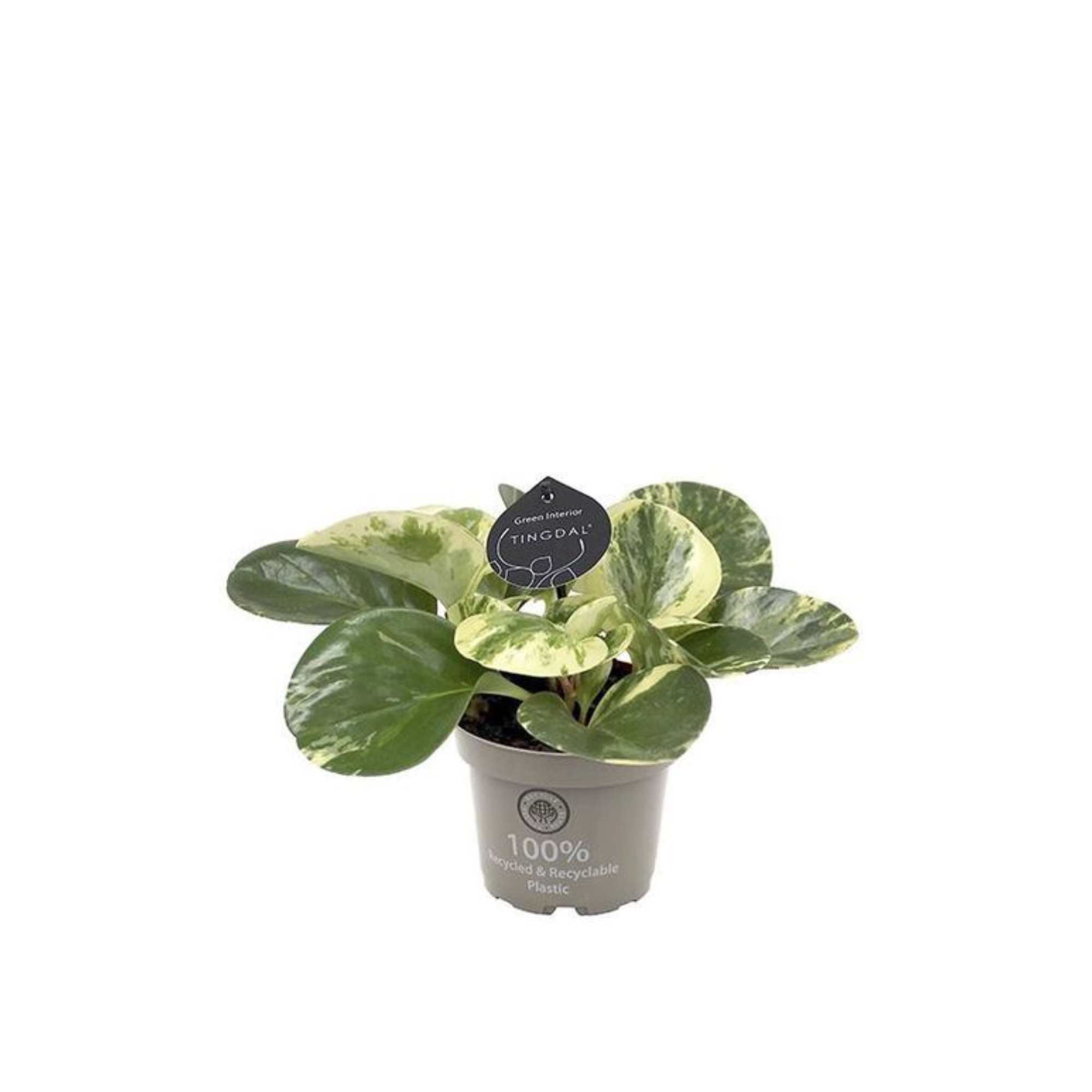 Peperomia obtusifolia &