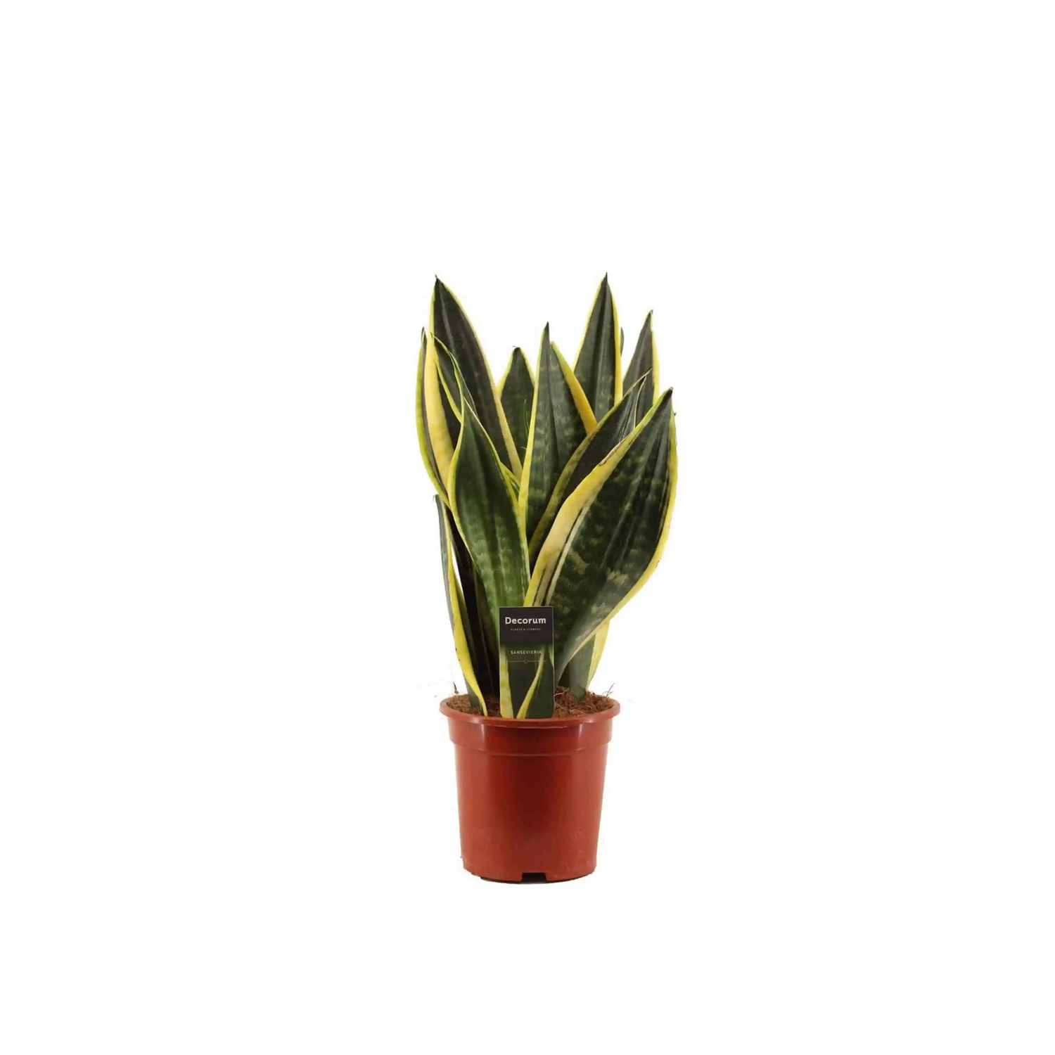 Sansevieria &