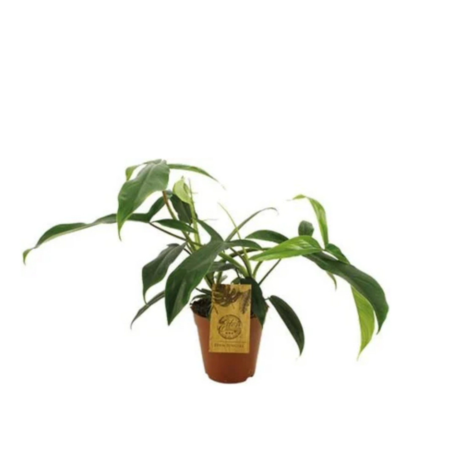 Philodendron 69686