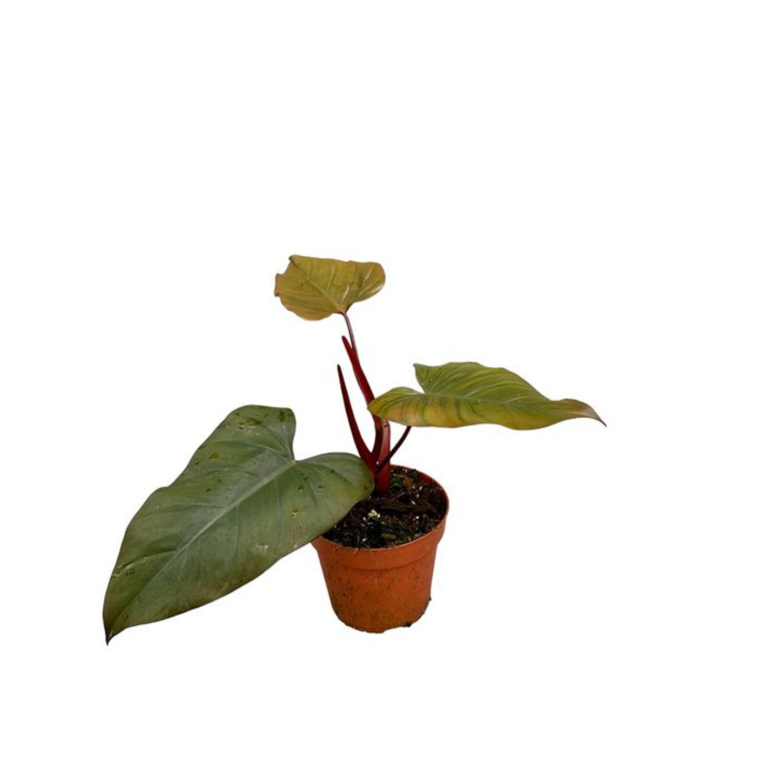 Philodendron &