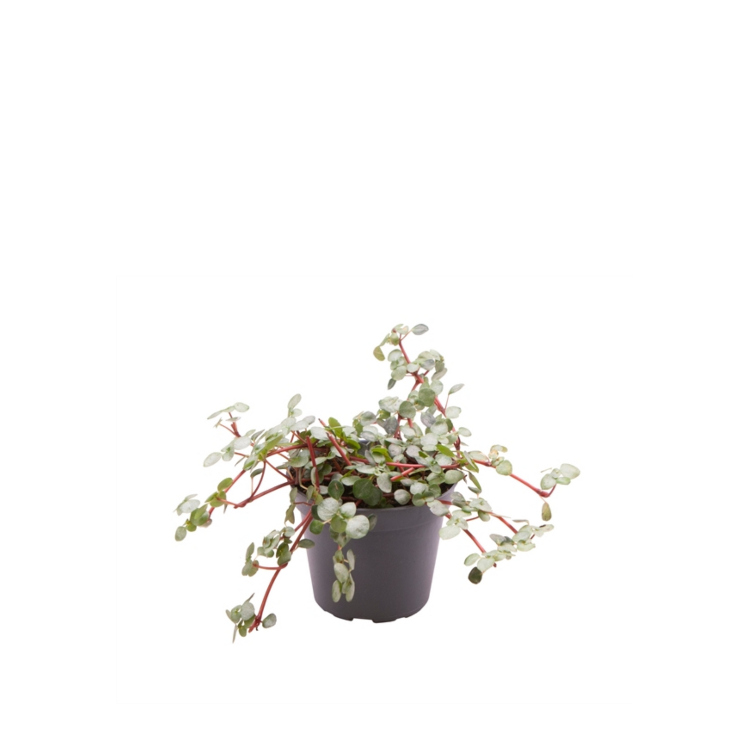 Pilea glaucophylla &