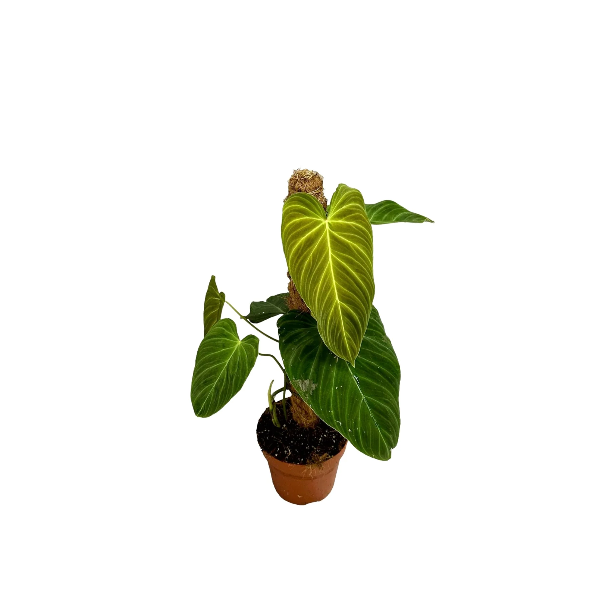 Philodendron &