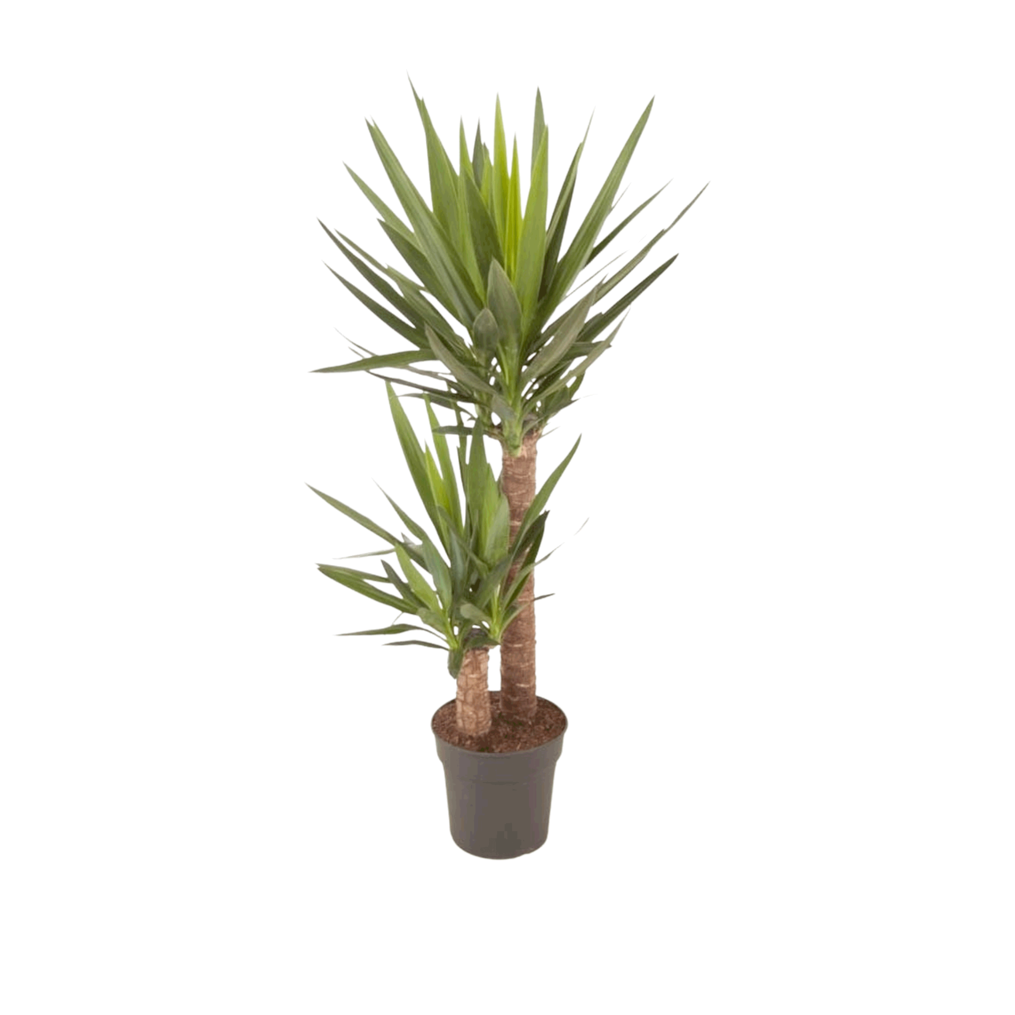 Yucca | medium