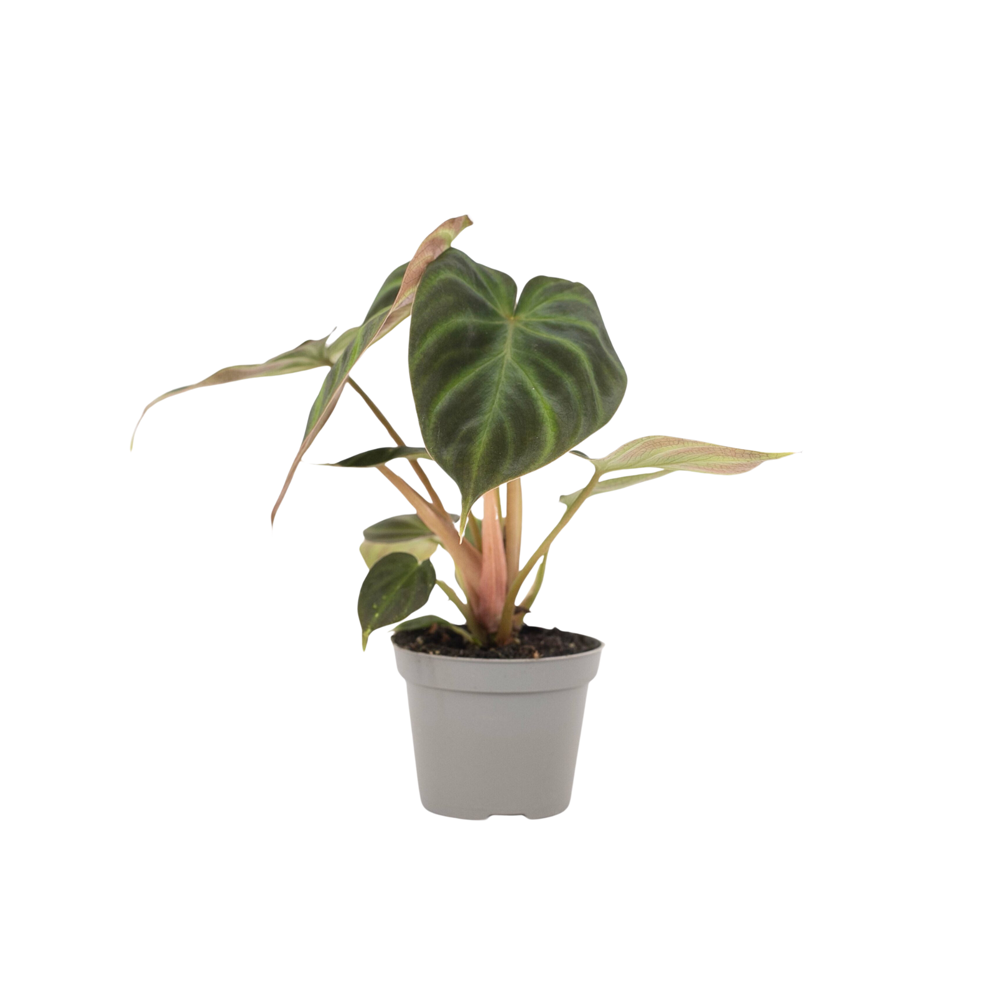 Philodendron verrucosum