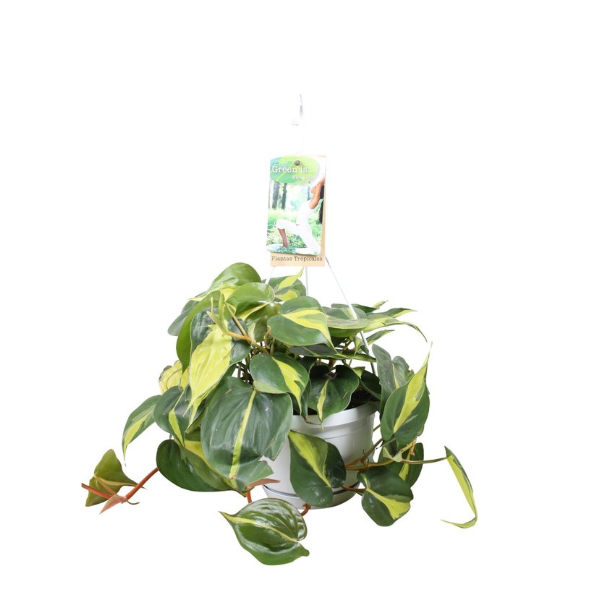 Philodendron &