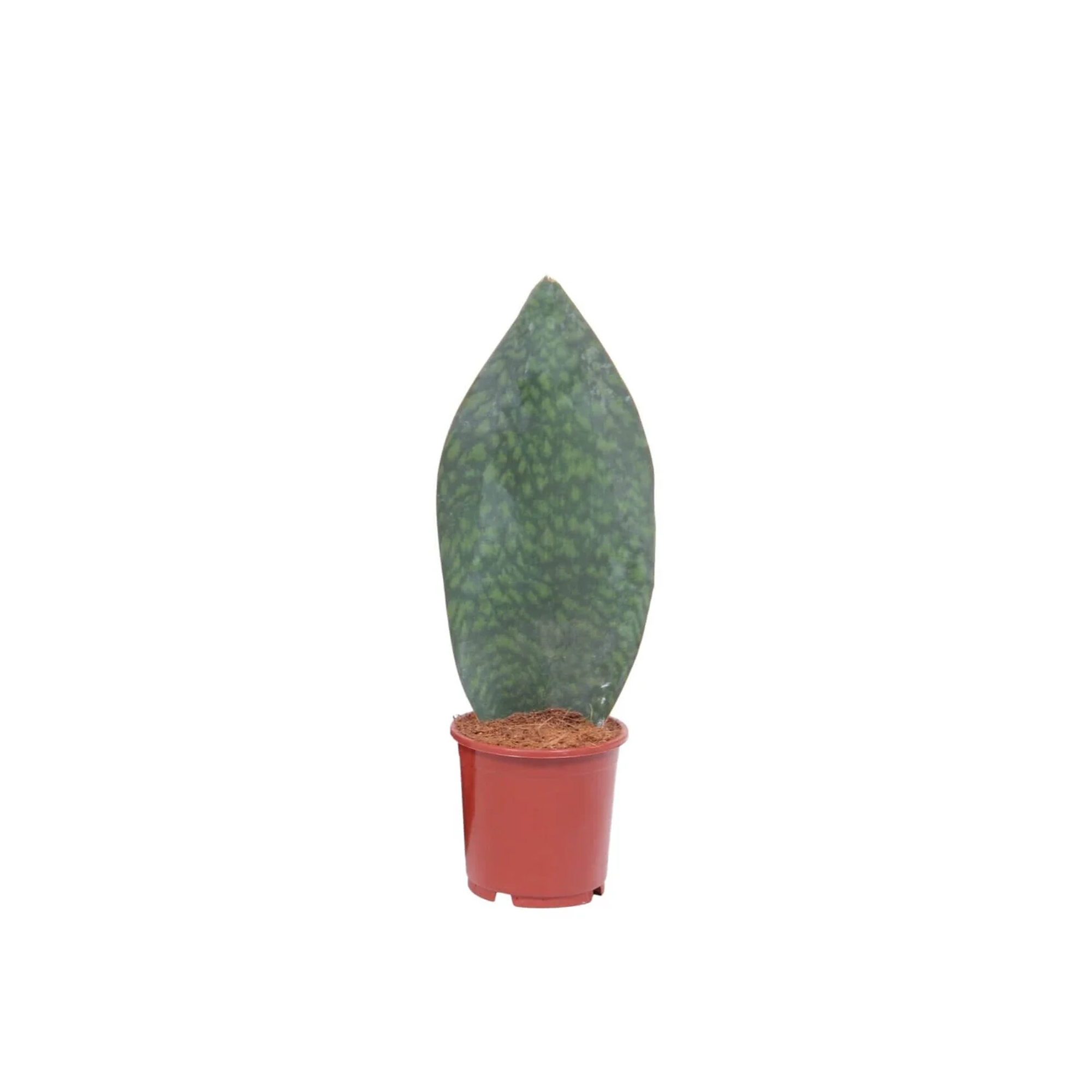 Sansevieria &