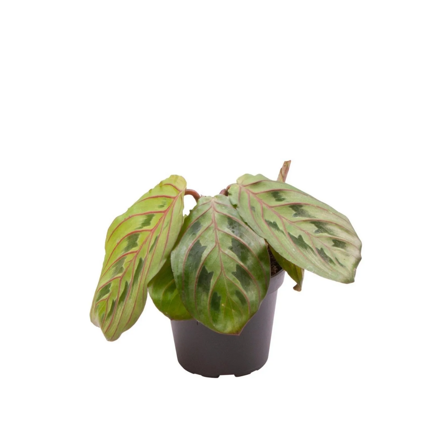 Maranta leuconeura &