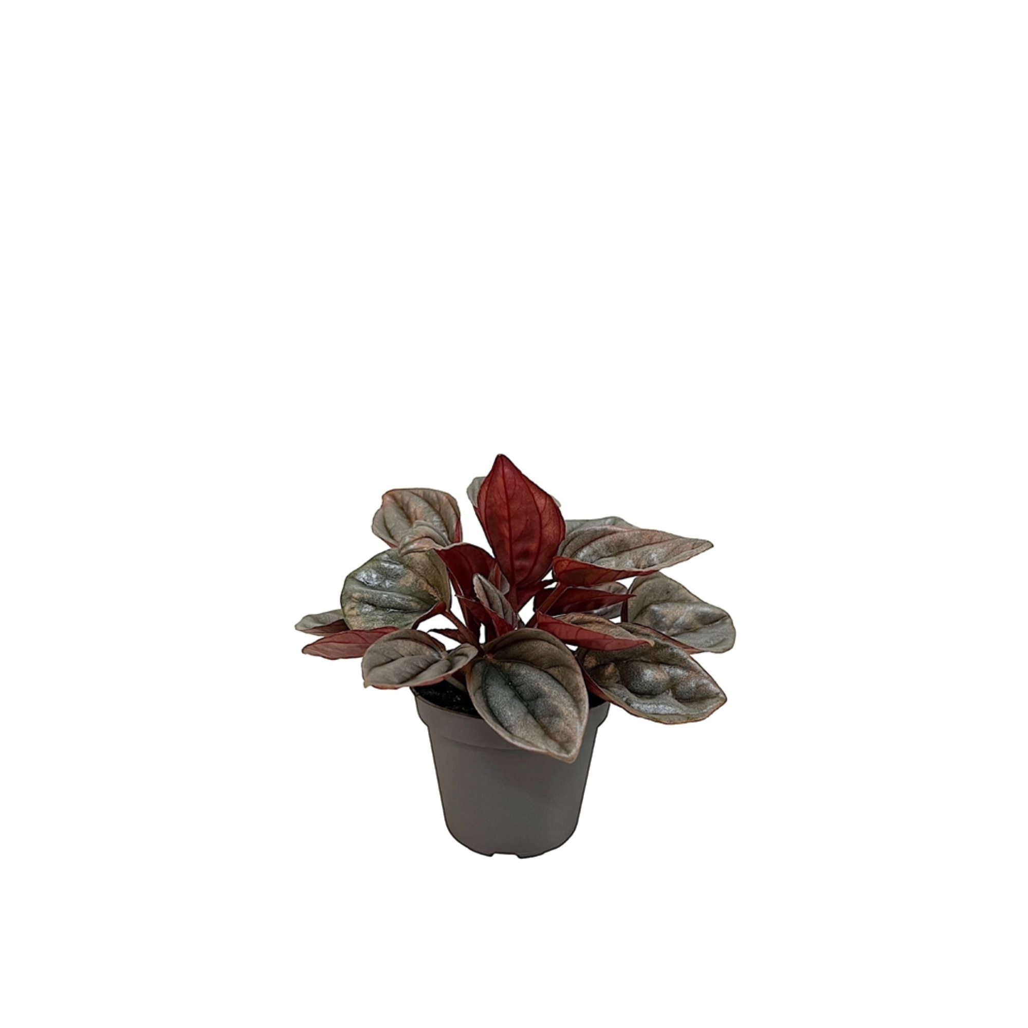 Peperomia &