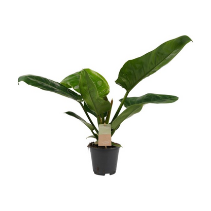 Philodendron &