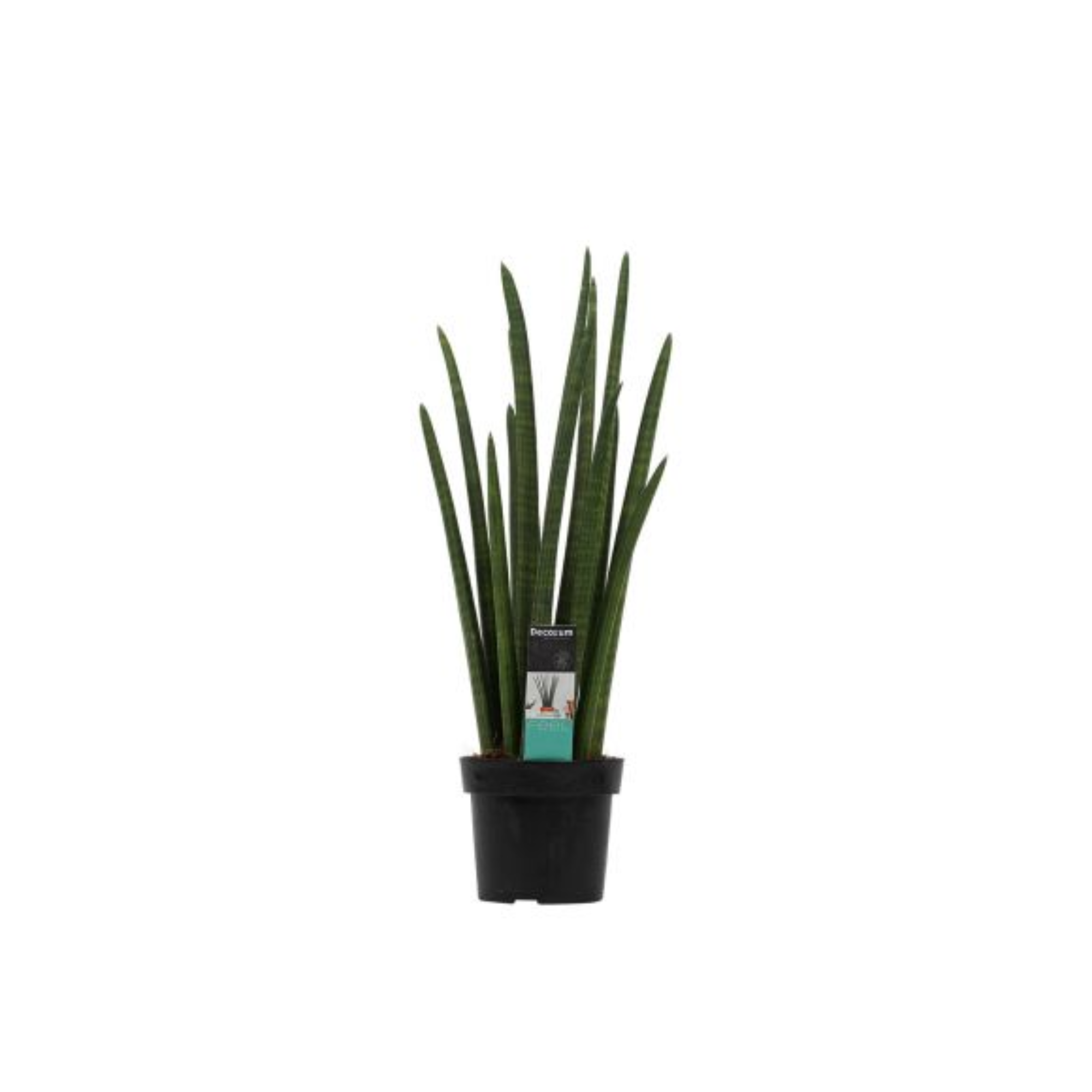 Sansevieria cylindrica &