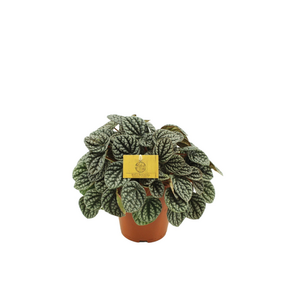 Peperomia &