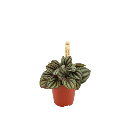 Peperomia albovittata &