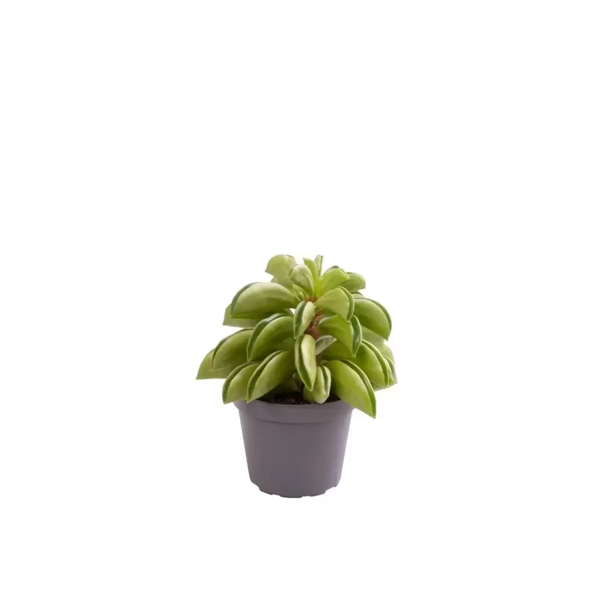 Peperomia &