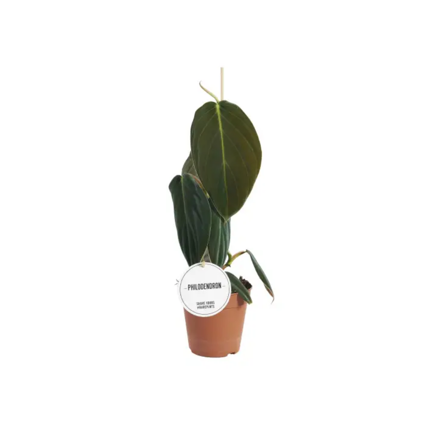 Philodendron gigas