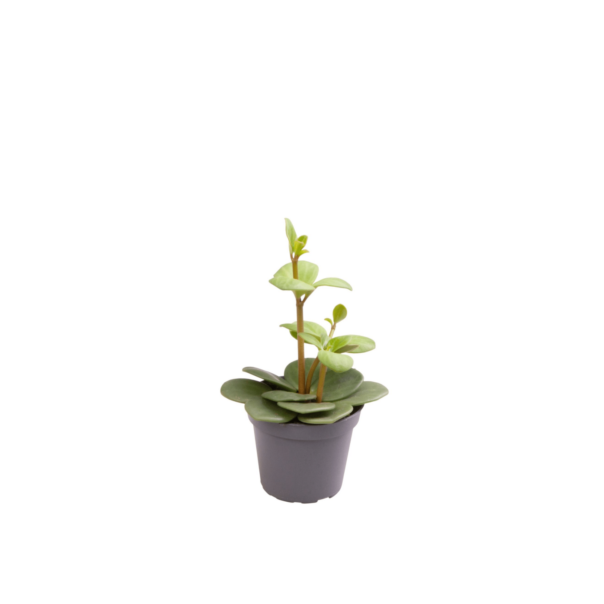 Peperomia &