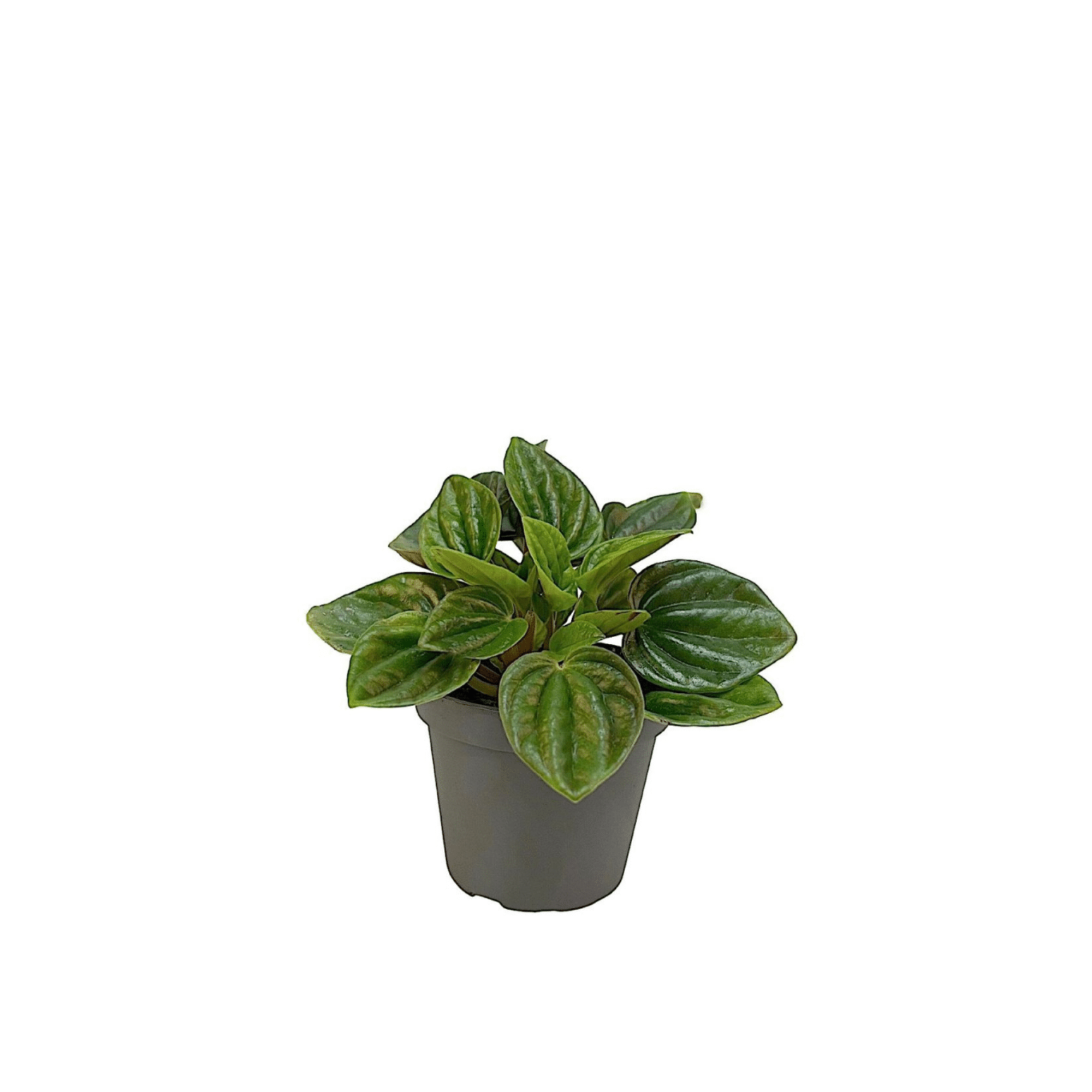 Peperomia &