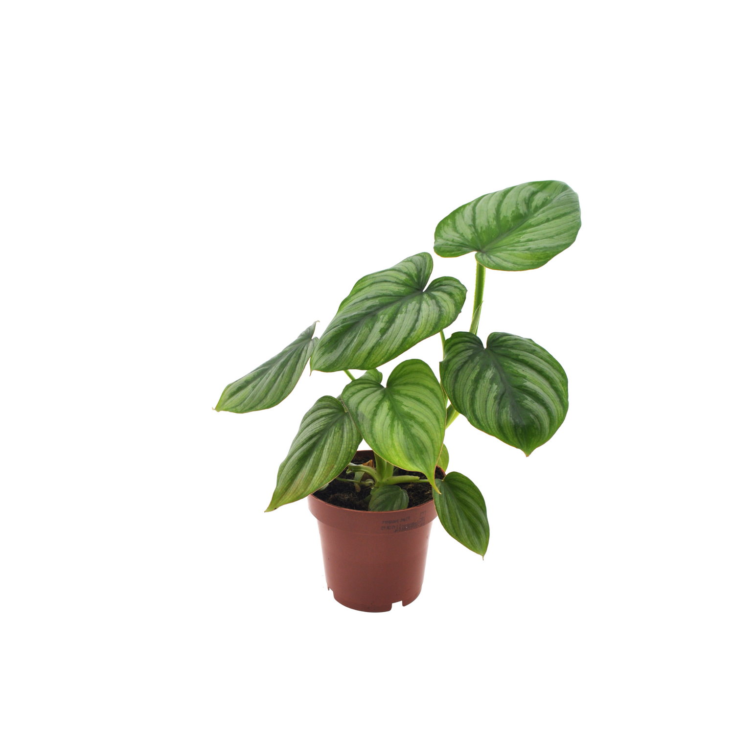 Philodendron mamei | klein