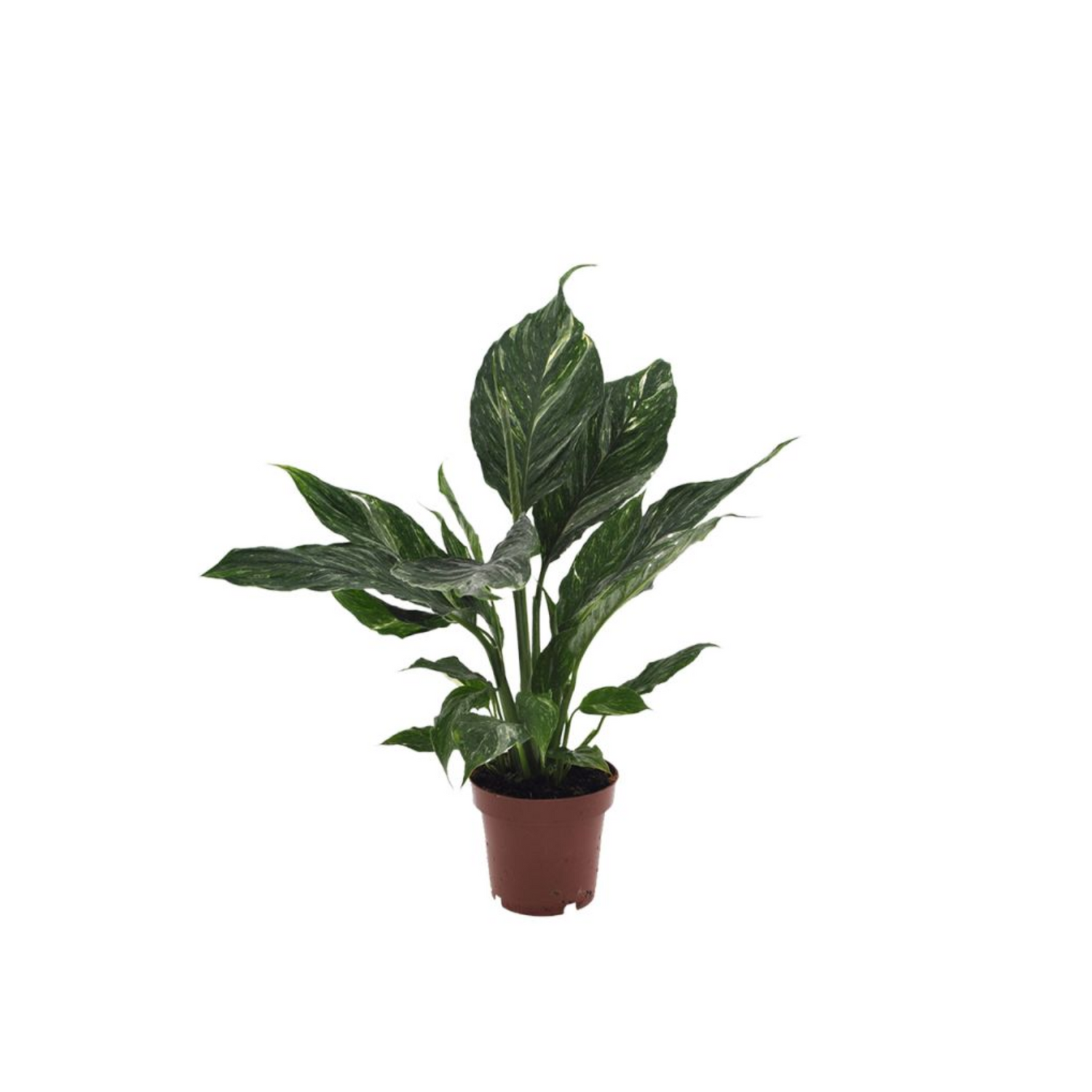 Spathiphyllum &