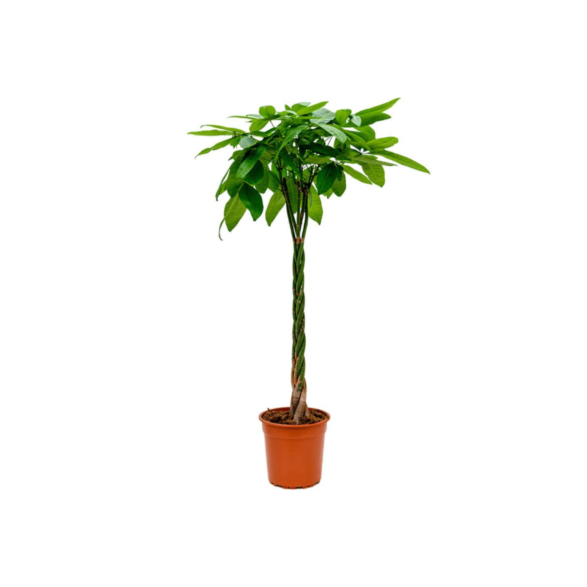 Pachira aquatica XL Dau