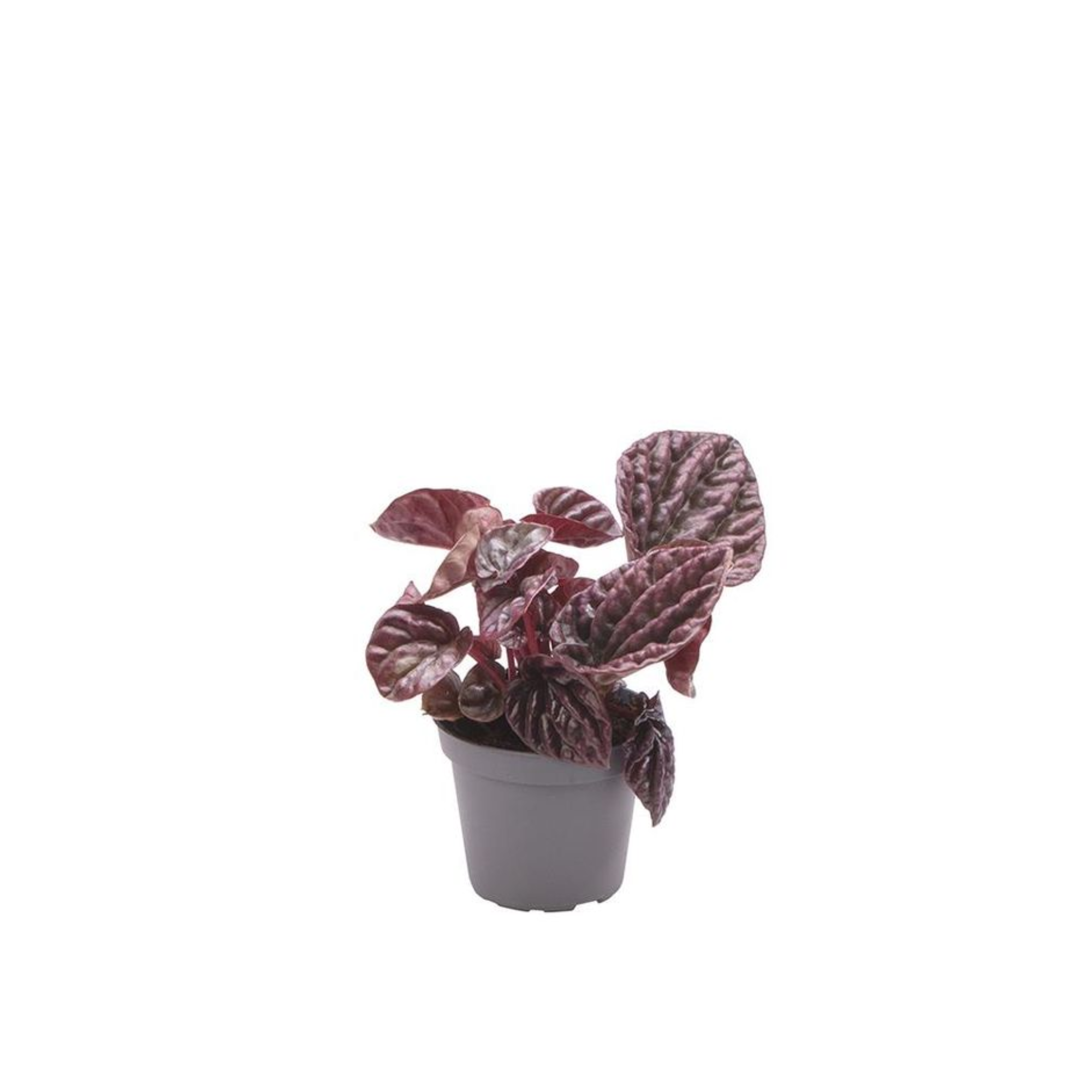 Peperomia caperata &