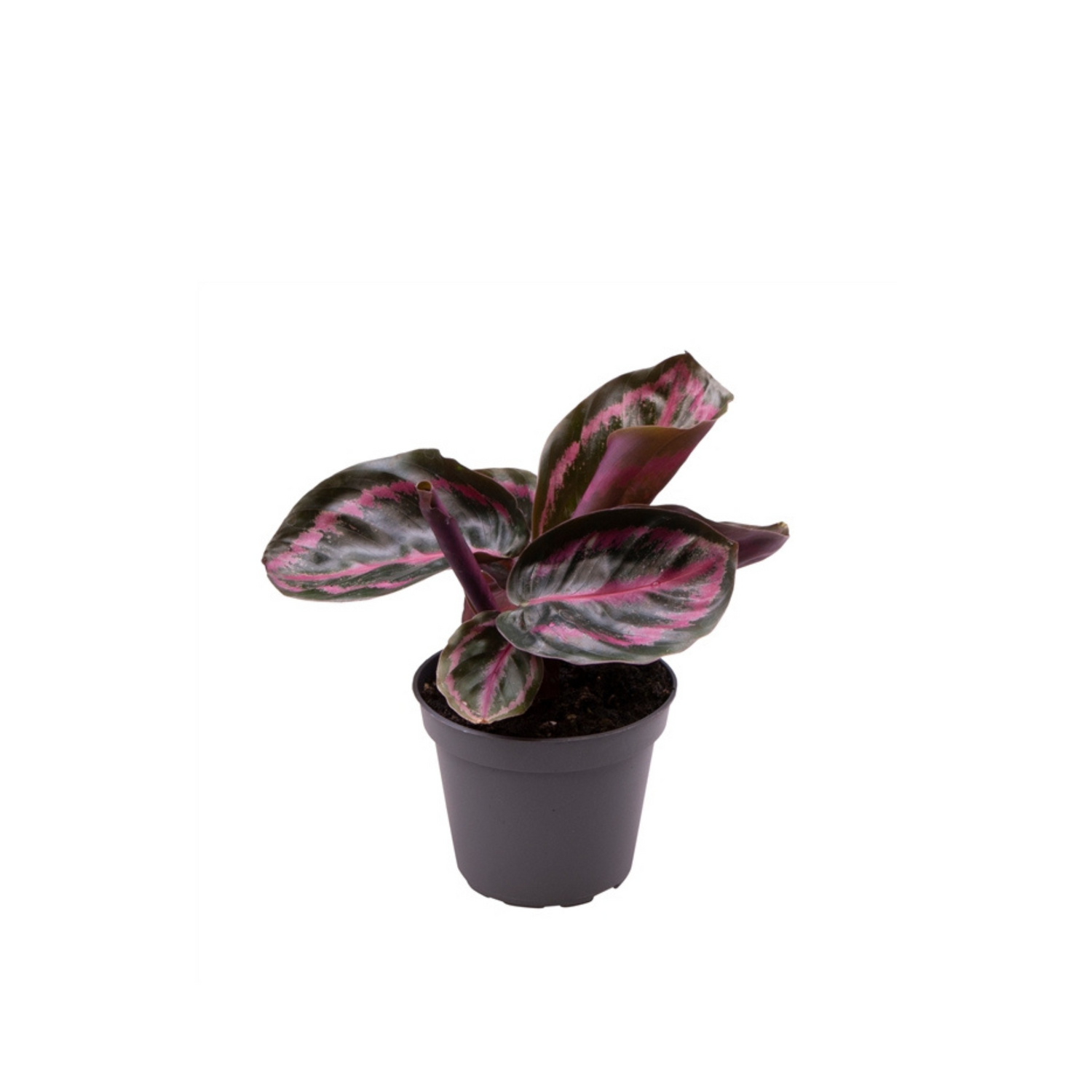 Calathea roseopicta &