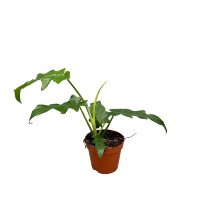 Philodendron &