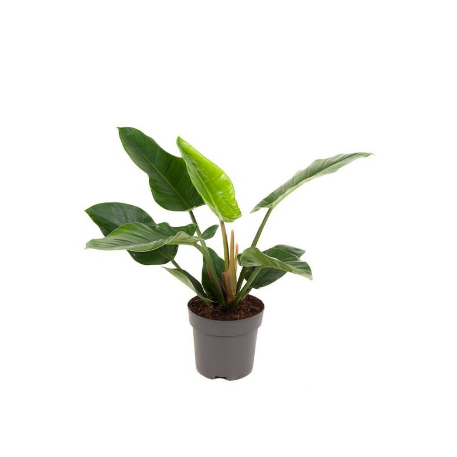 Philodendron &