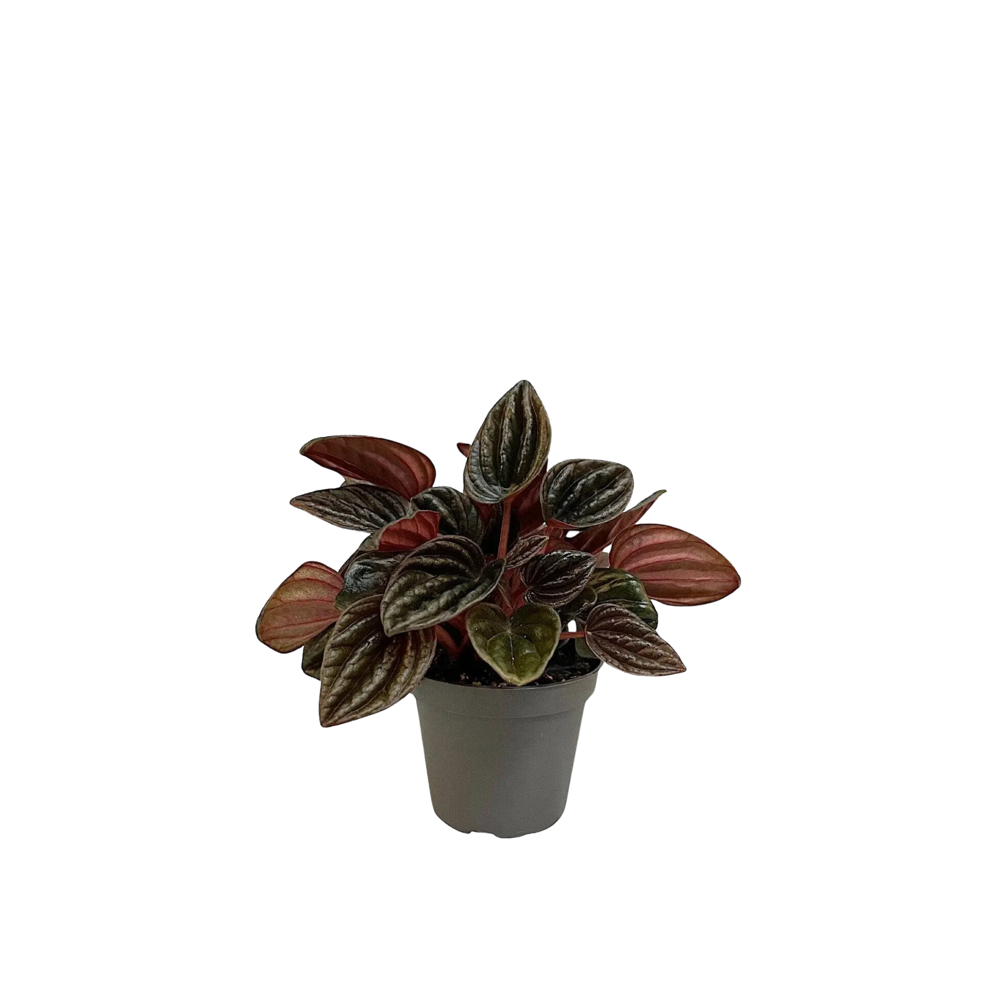 Peperomia &