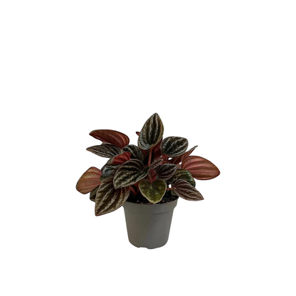 Peperomia &