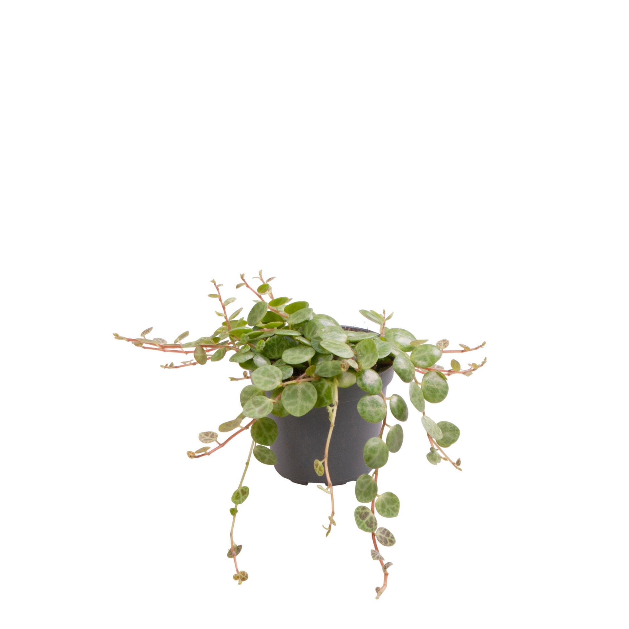 Peperomia prostrata