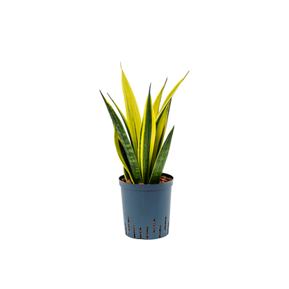 Sansevieria trifasciata &